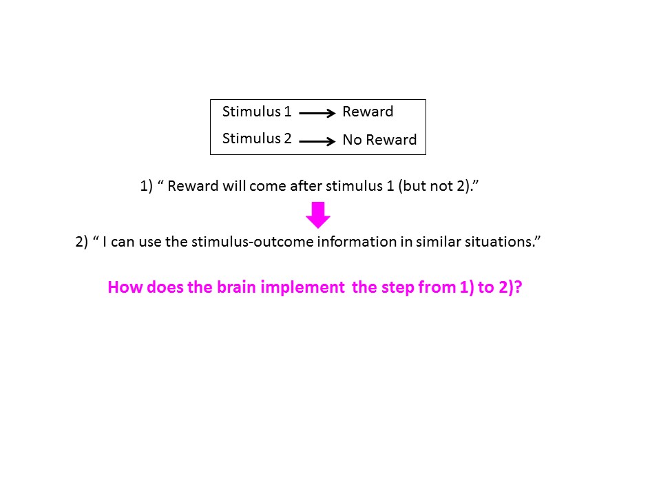 Neural mechanisms that facilitate adaptive behavior based on acquired stimulus-outcome information